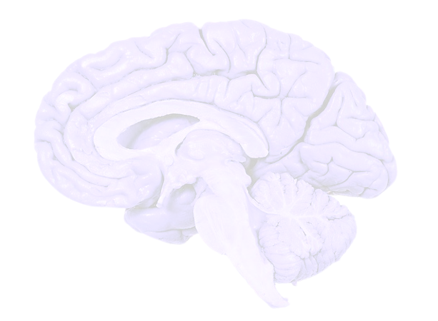 Right hemisphere